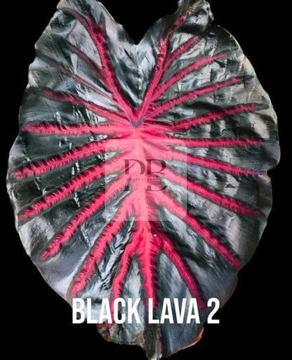 colocasia black lava 2