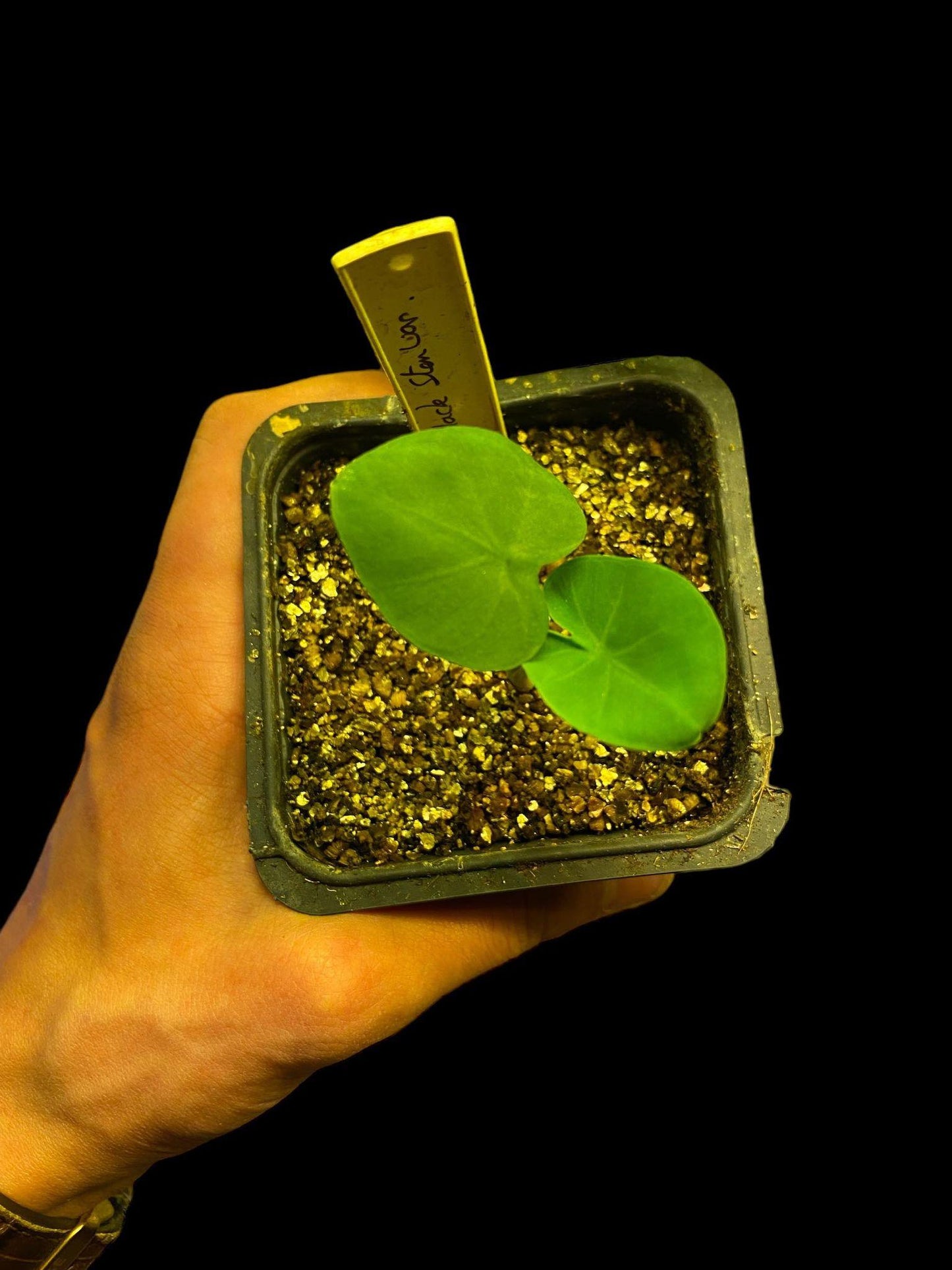 Colocasia black stem variegata
