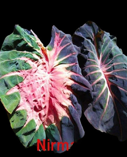 Colocasia nirmala