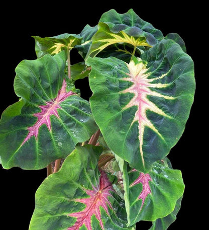 Colocasia snake eyes