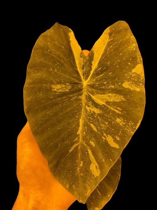 Colocasia lemaede