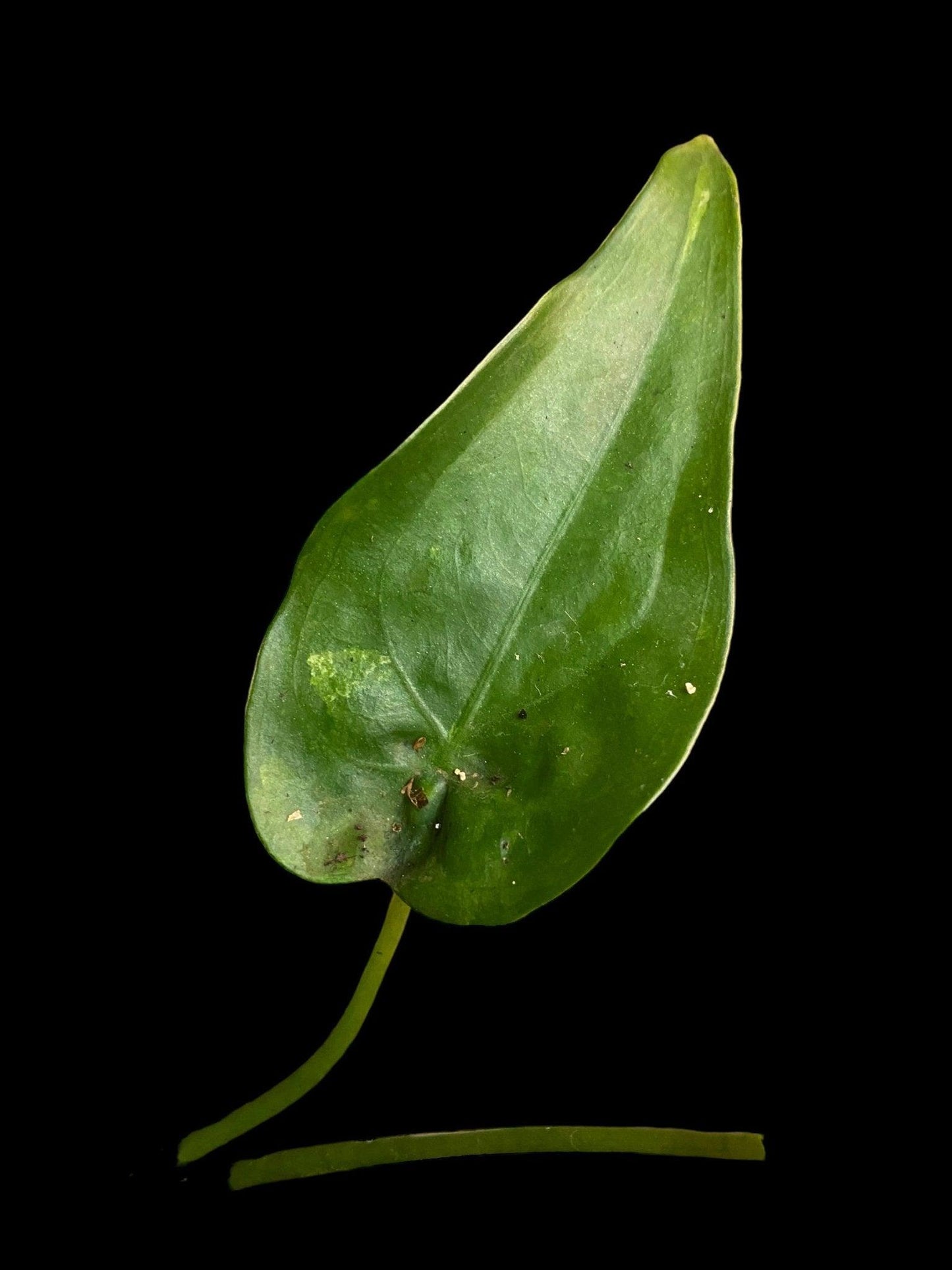 Alocasia cuculata variegata