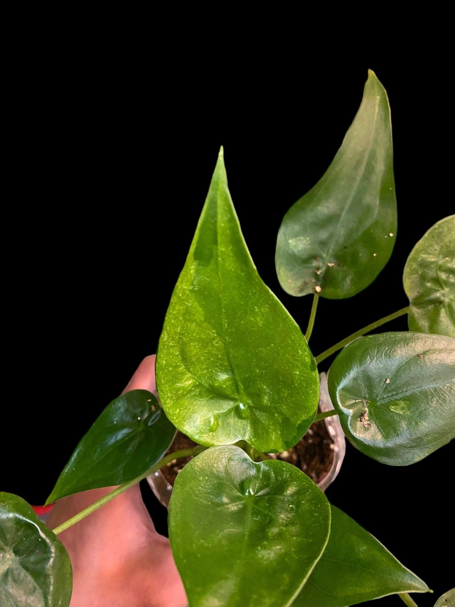Alocasia cuculata variegata